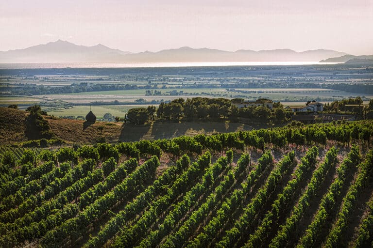 Vigneti Grosseto Vendemmia 2022 Maremma Toscana