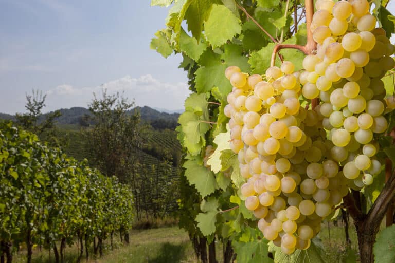 consorzio tutela del gavi vendemmia