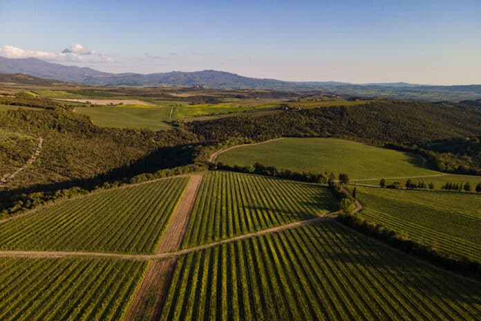 vigneti tenuta luce vendemmia 2022