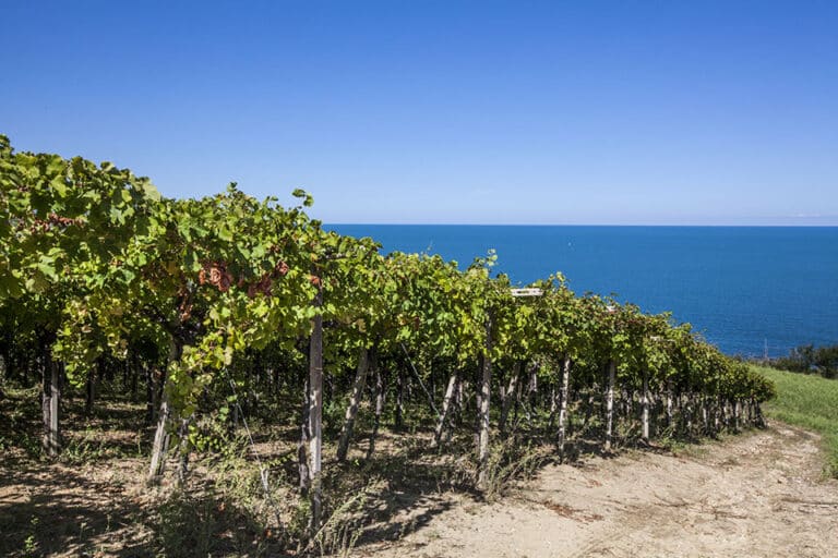 L’Abruzzo è la regione vinicola dell’anno per i Wine Star Awards di Wine Enthusiast