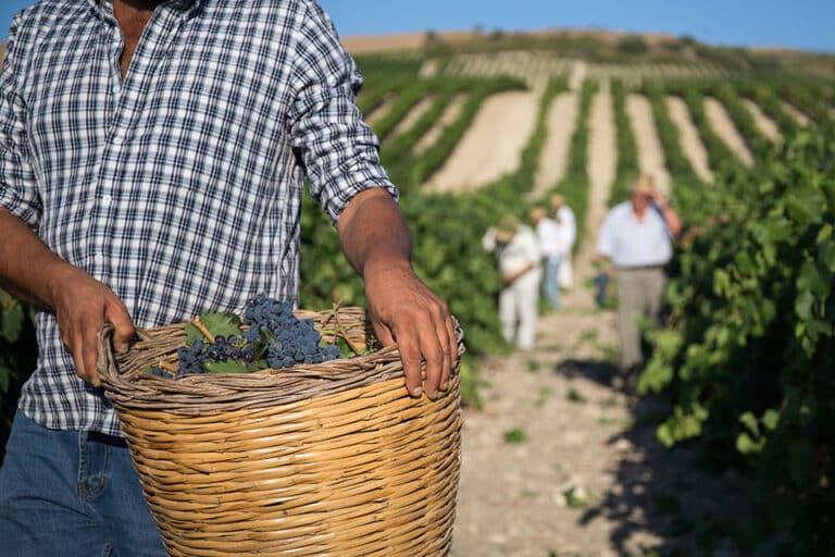 vendemmia 2022 vigneti cantine settesoli