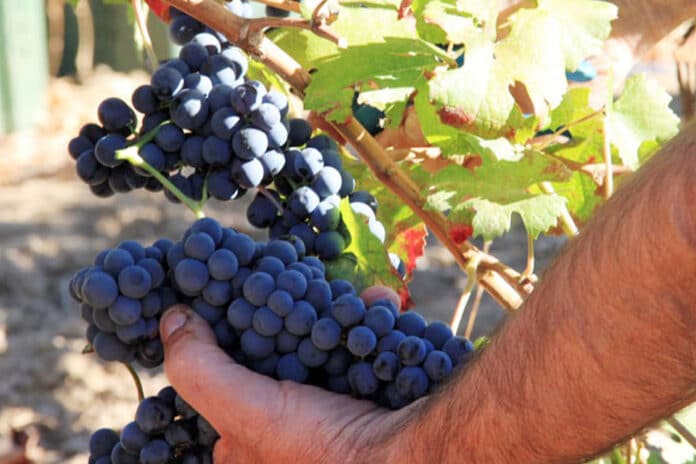 vendemmia in sardegna