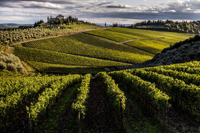 vigneti tenuta perano marchesi frescobaldi