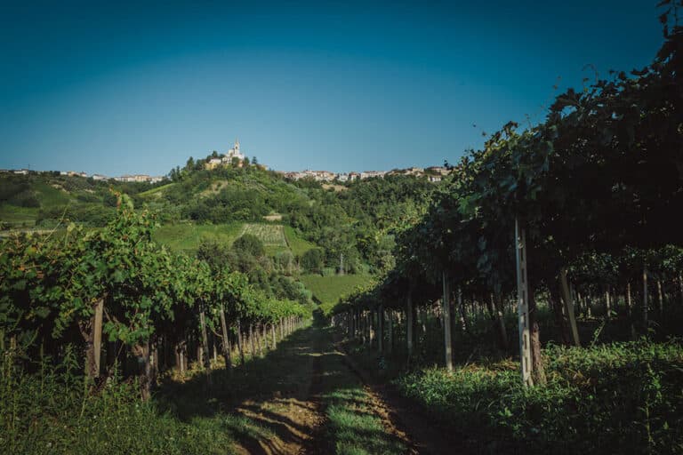 vigneti cantina tollo