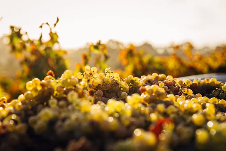 Evoluzione Naturale 2023, in Puglia torna la fiera del vino naturale