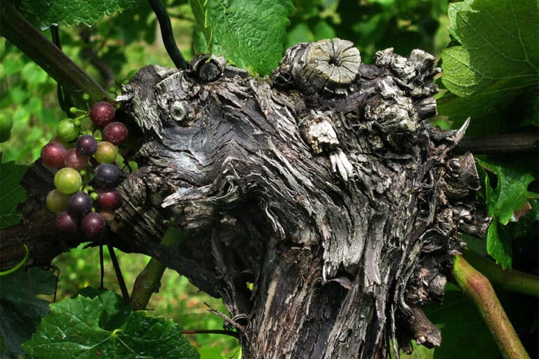 Vignaioli Artigiani Naturali