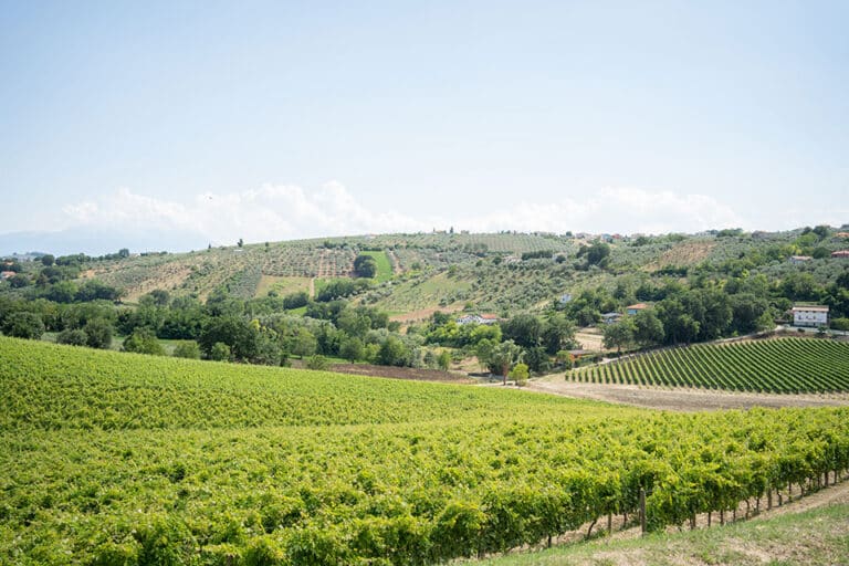 Vini d’Abruzzo: +10% il valore dell’export