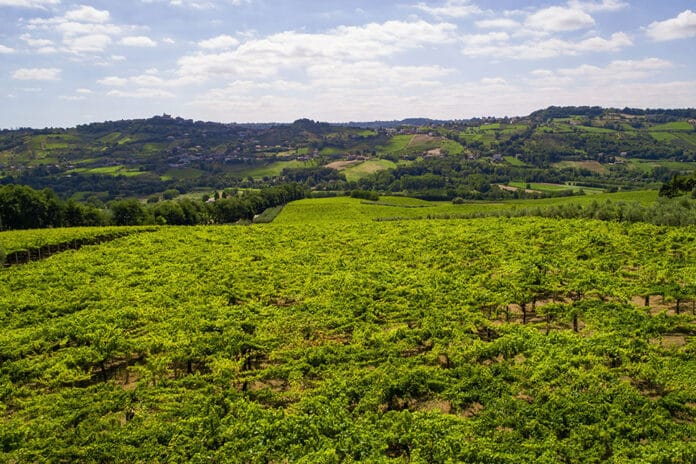 vigneti abruzzo