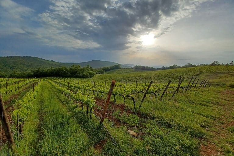 vigneti villa santo stefano