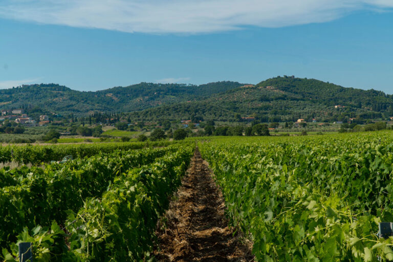 Consorzio Suvereto e Val di Cornia al Vinitaly