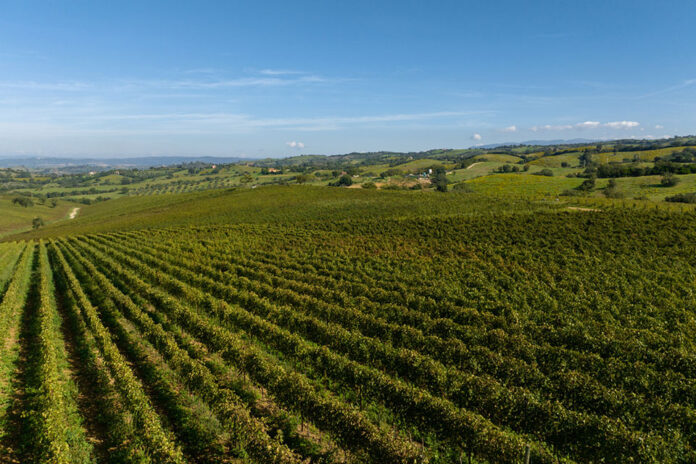 Vigneti nella Maremma Toscana