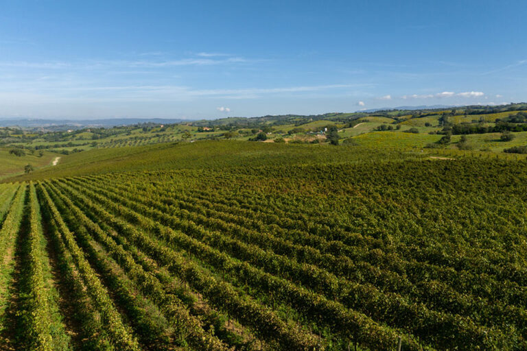 Vigneti nella Maremma Toscana