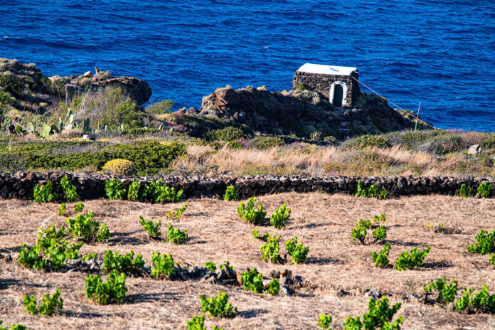 vigneti a pantelleria