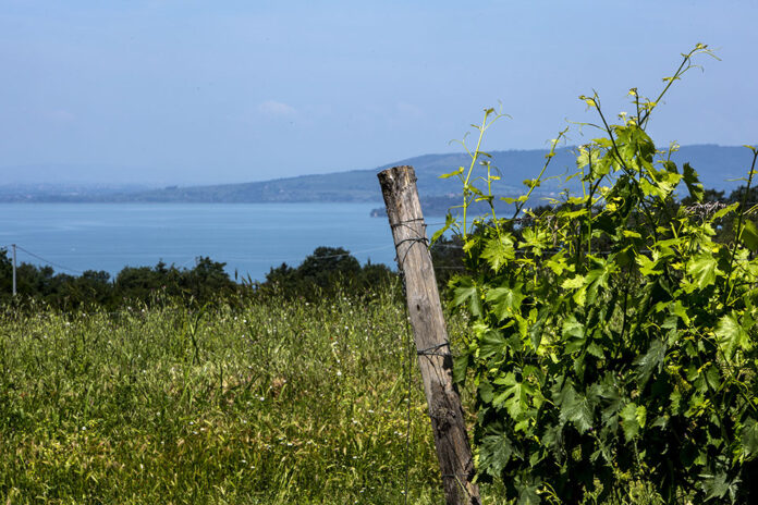 Vigneti Consorzio Trasimeno