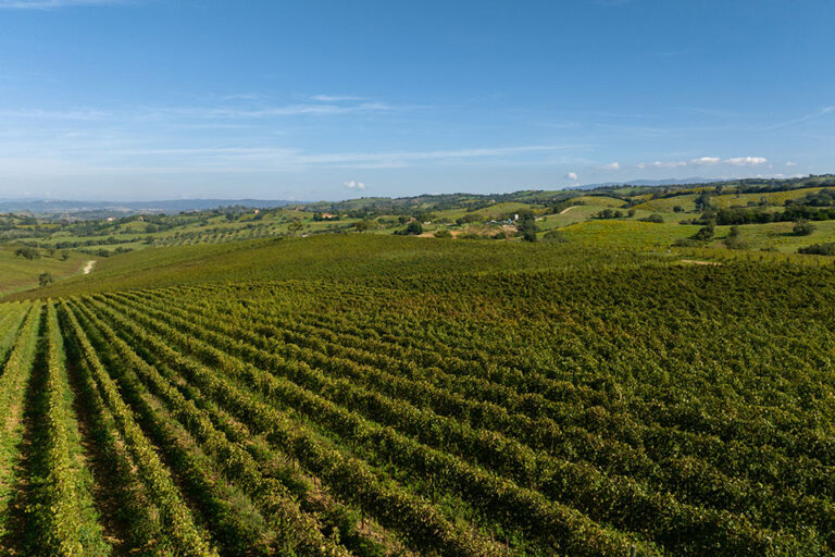 vigne doc maremma toscana