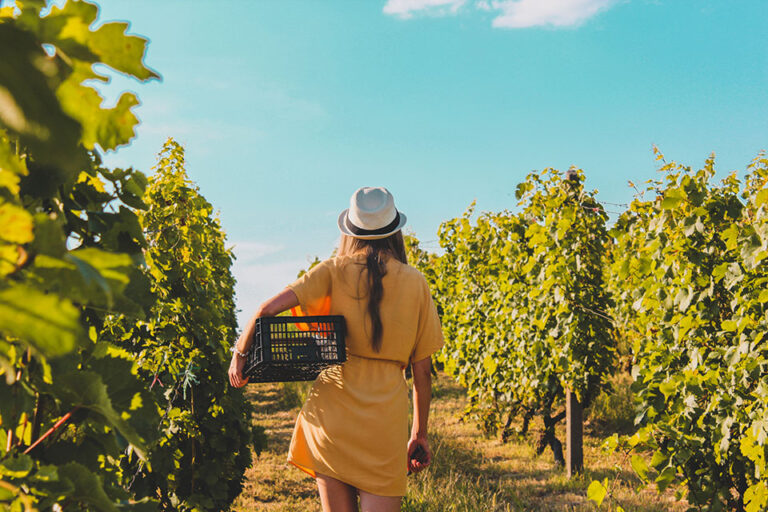 vino vendemmia 2023 caldo torrido