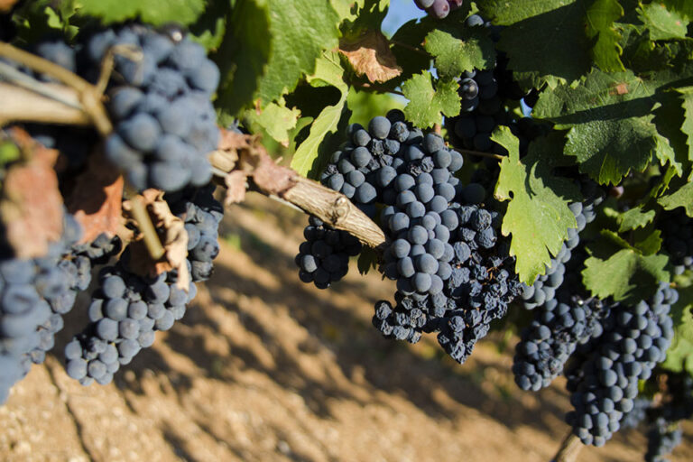 Primitivo di Manduria DOC e DOCG