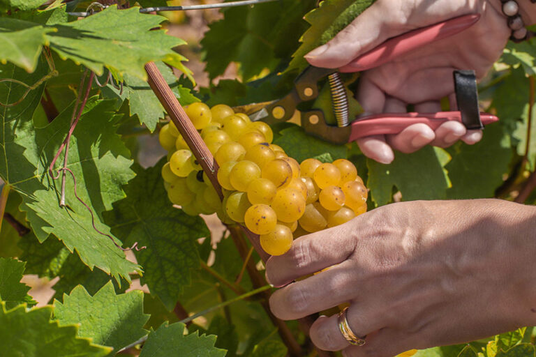 consorzio asti docg vendemmia moscato bianco