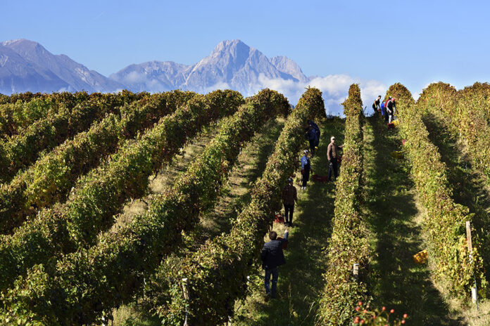 Vendemmia in Abruzzo