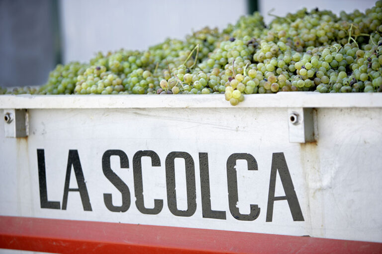 la scolca vendemmia