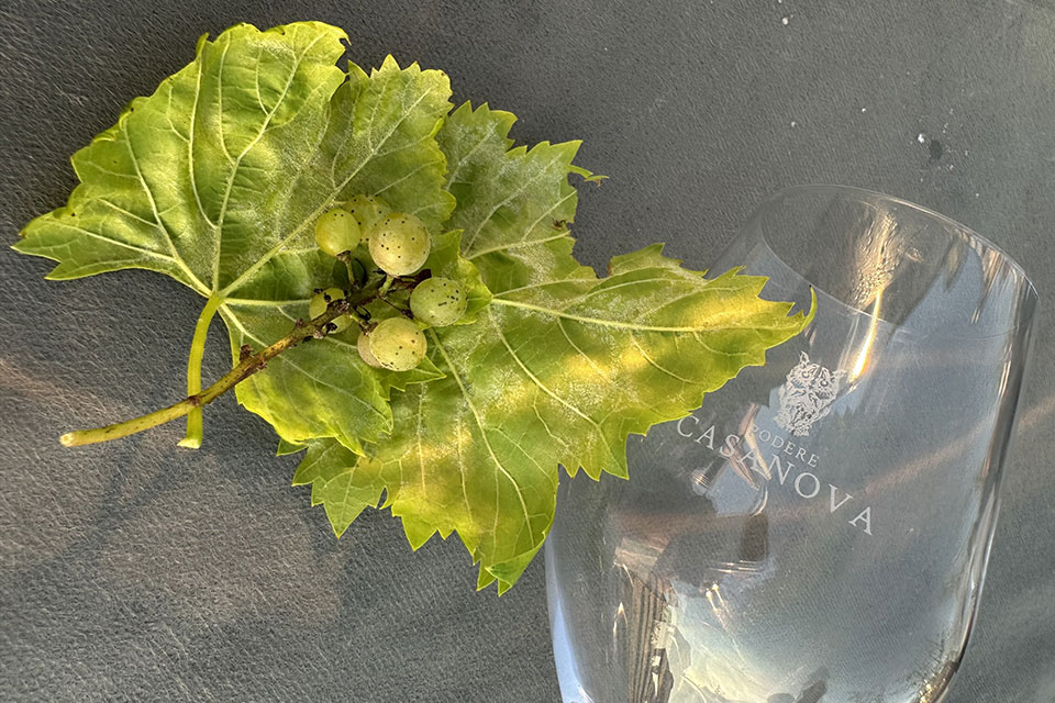 peronospera vendemmia 2023
