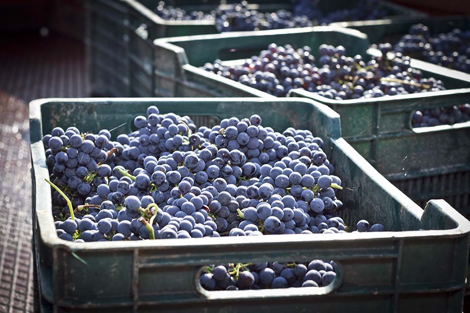 Vendemmia Cantina Vignaioli Morellino di Scansano