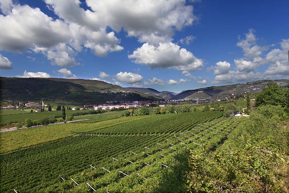 Vigneti Cantine di Verona
