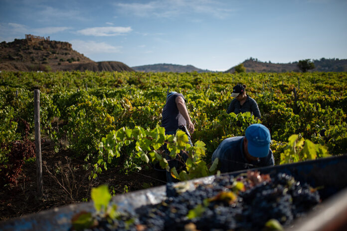 vendemmia sicialiana 2024