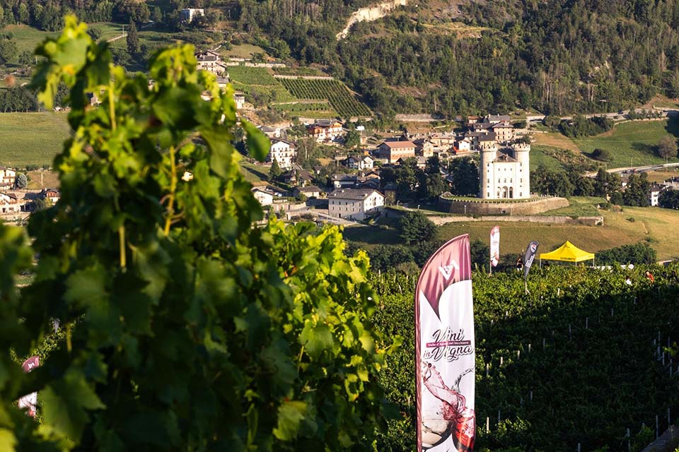promozione del territorio vini in vigna