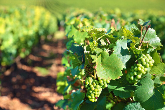 Consorzio Asti DOCG: al via la prima sperimentazione sulle varietà aromatiche resistenti (PIWI) in piemonte