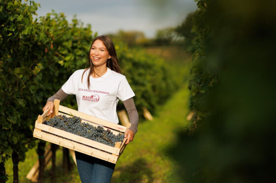 Vendemmia 2025 nei vigneti di Masi Agricola