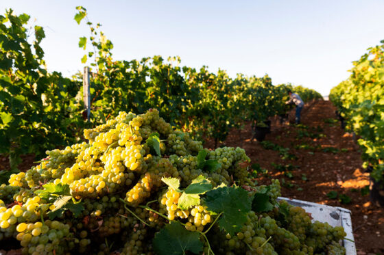La vendemmia 2025 di Cantina di Venosa promette grandi vini