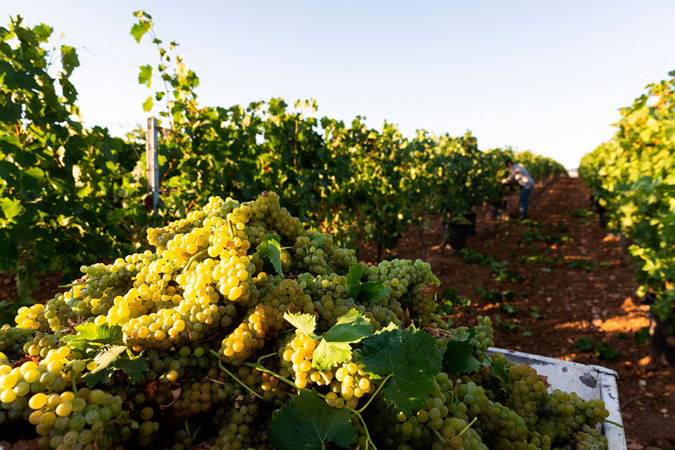 La vendemmia 2025 di Cantina di Venosa promette grandi vini