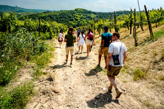Scollinando in vendemmia, una giornata nelle vigne del Buttafuoco Storico