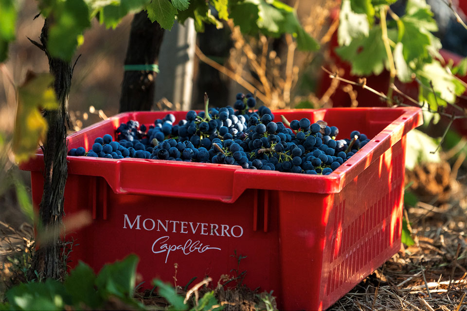 Vendemmia 2025 Monteverro