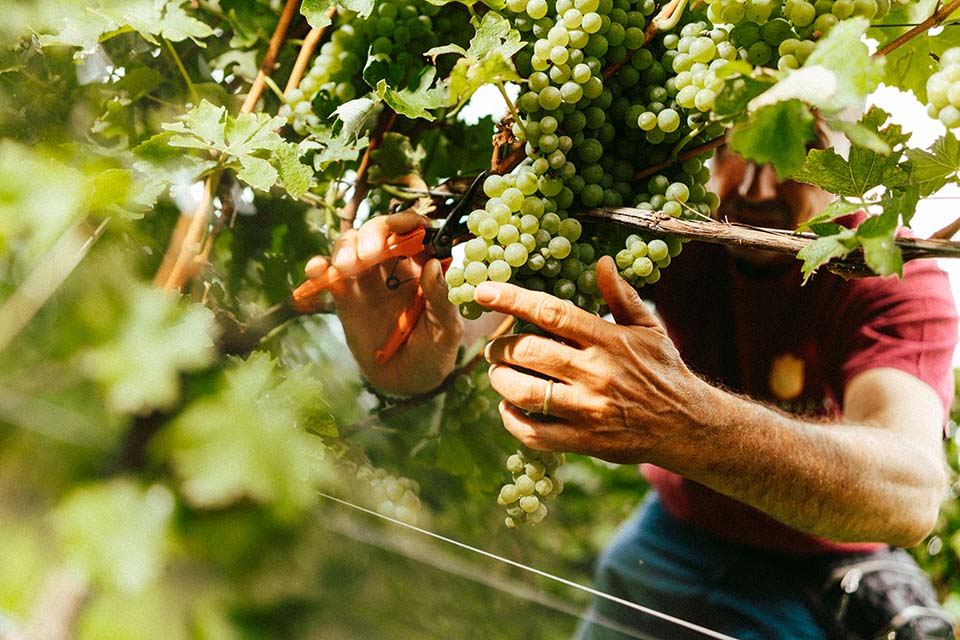 Vendemmia Consorzio Tutela Lugana DOC