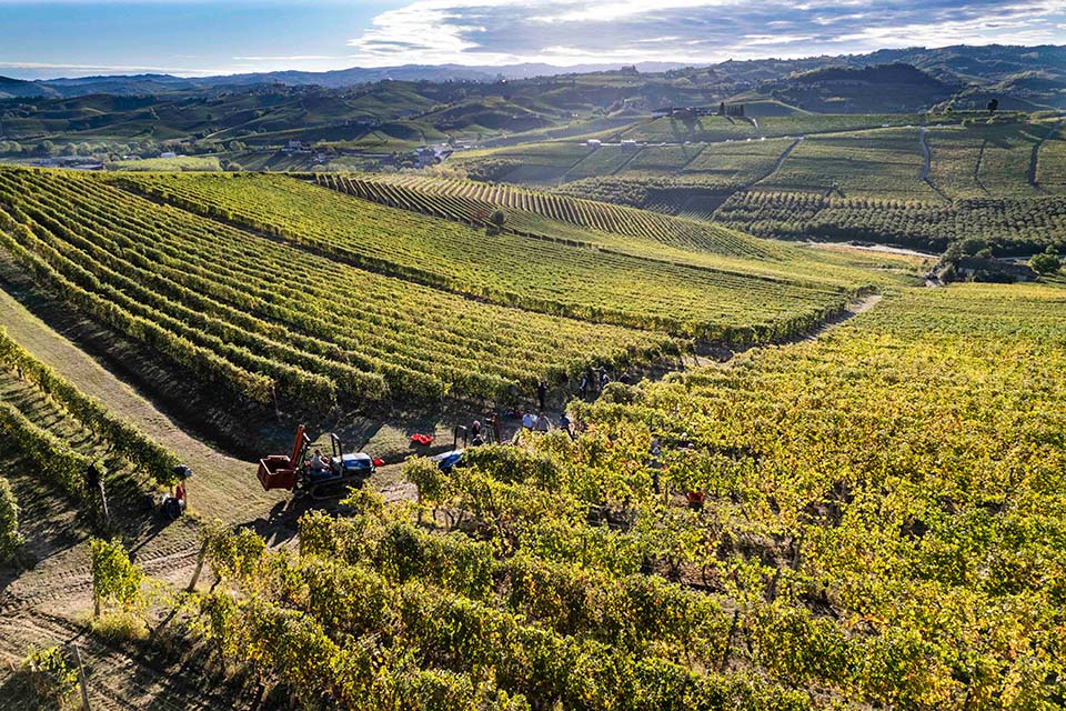 Vendemmia Michele Chiarlo Deditus