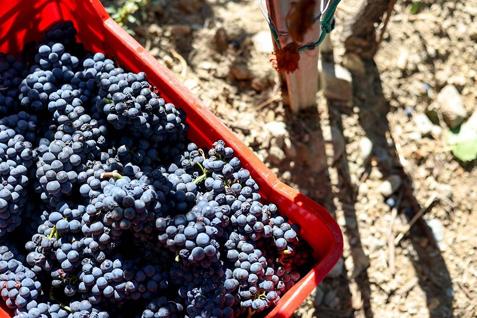 vendemmia 2025 grosjean vins