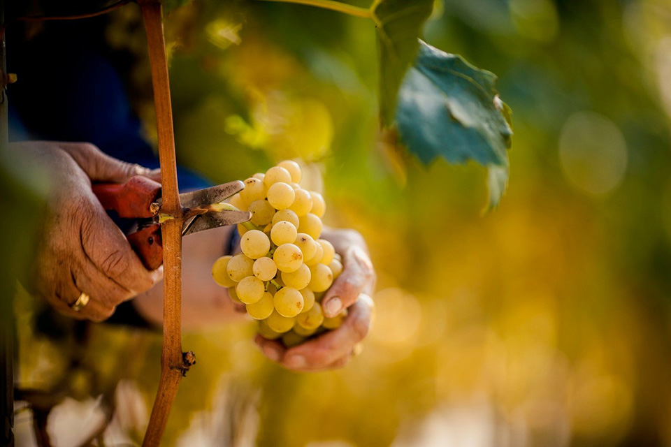 vendemmia in alto adige