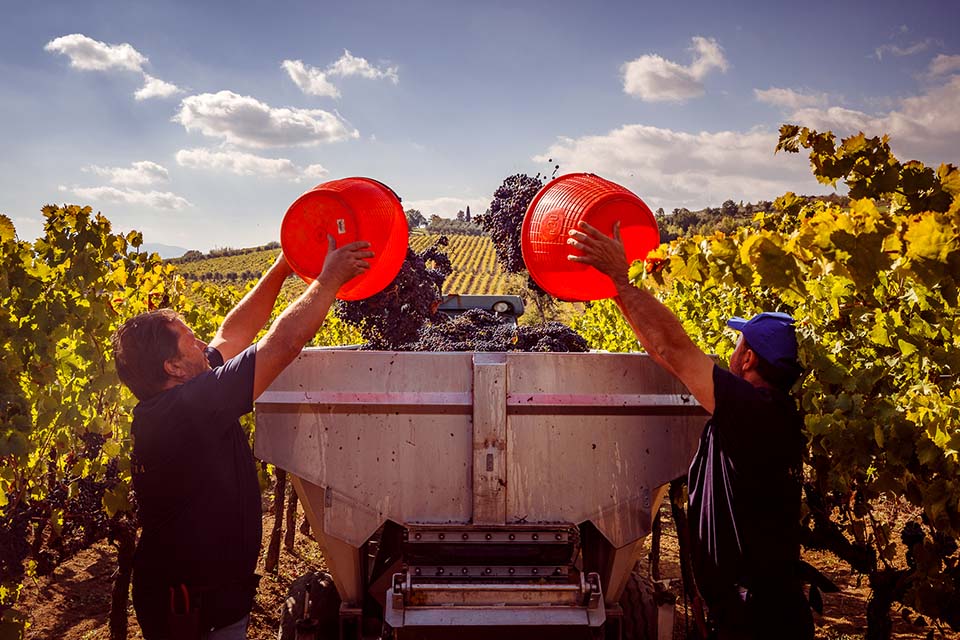 Famiglia Cecchi chiude la vendemmia 2025