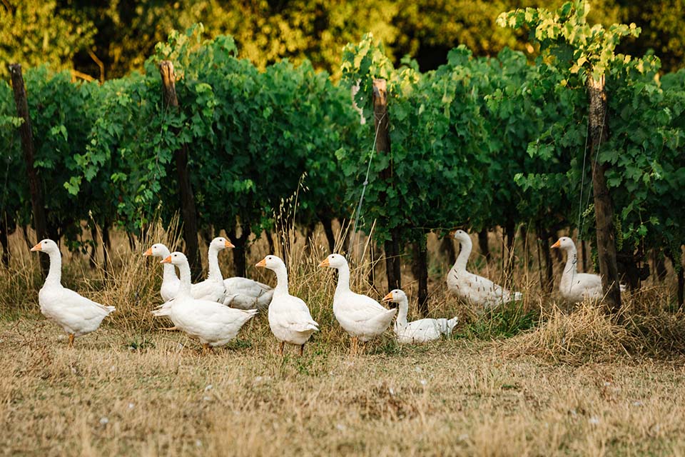 Vigneti a Le Capezzine di Avignonesi