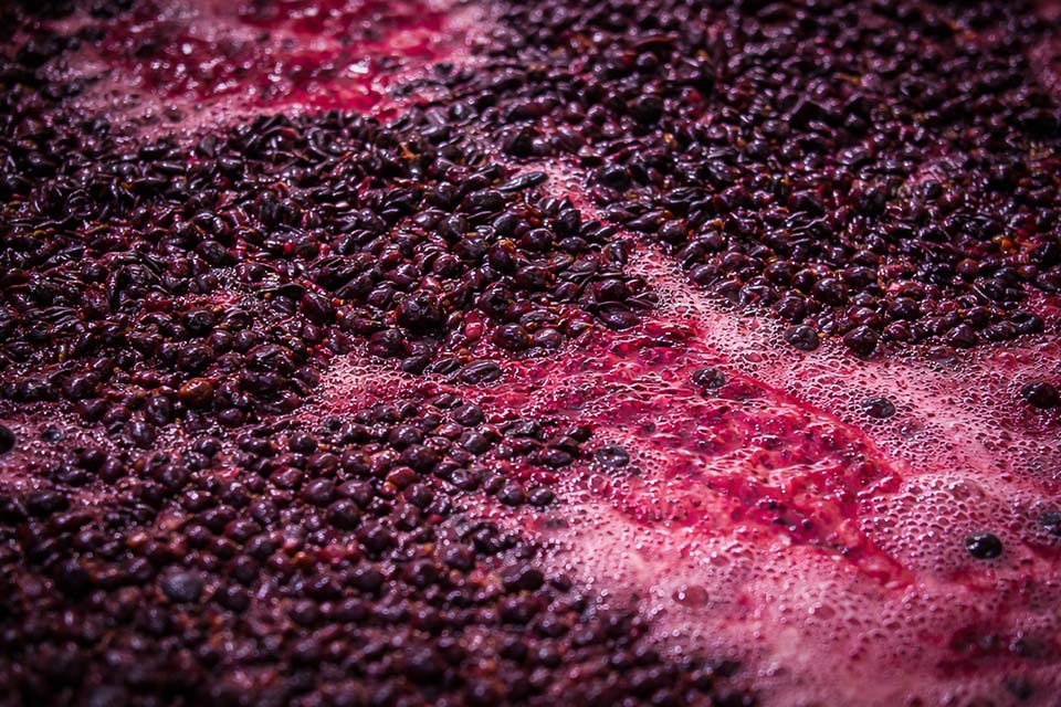 fermentazione alcolica vino rosso