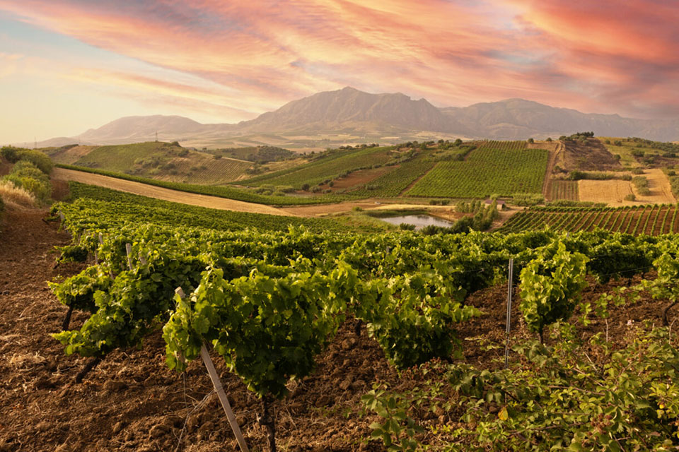 vigneti cantina centopassi