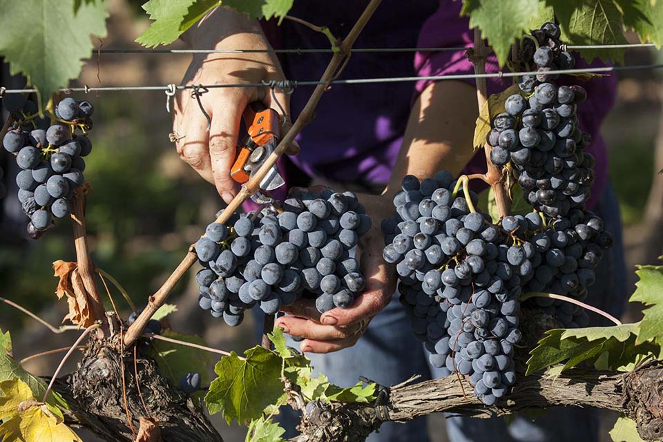 Consorzio Morellino di Scansano