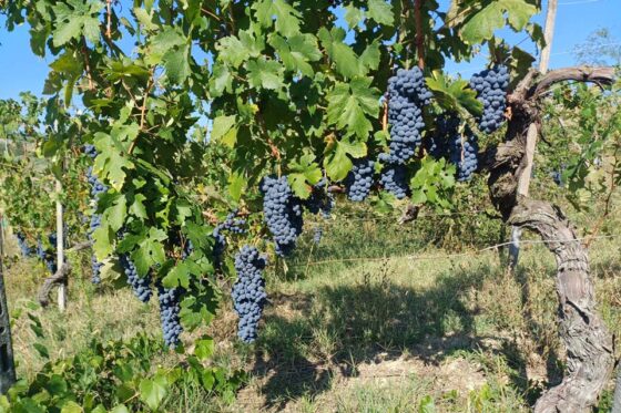 Vecchie vigne, vini che raccontano: l’esperienza Filarole