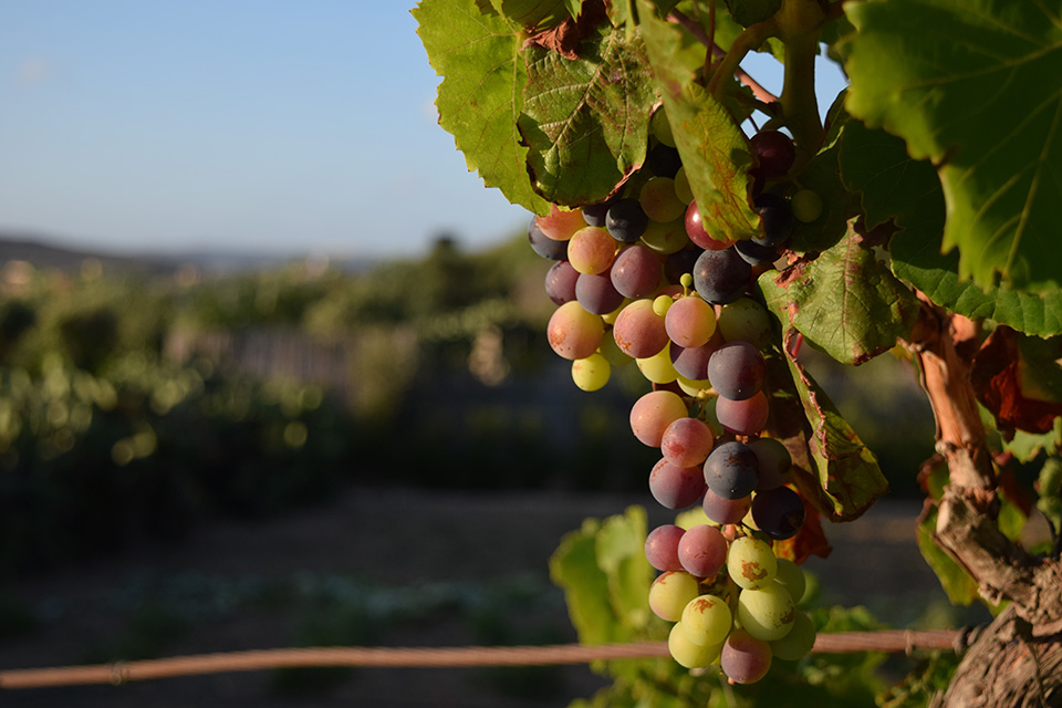 settore vitivinicolo