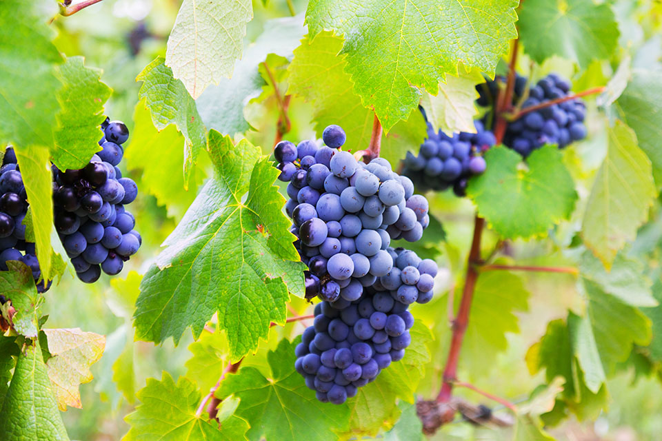 vendemmia 2026