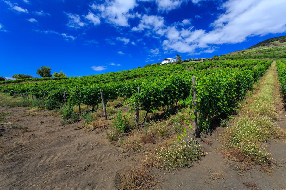 vigneti di malvasia a lipari