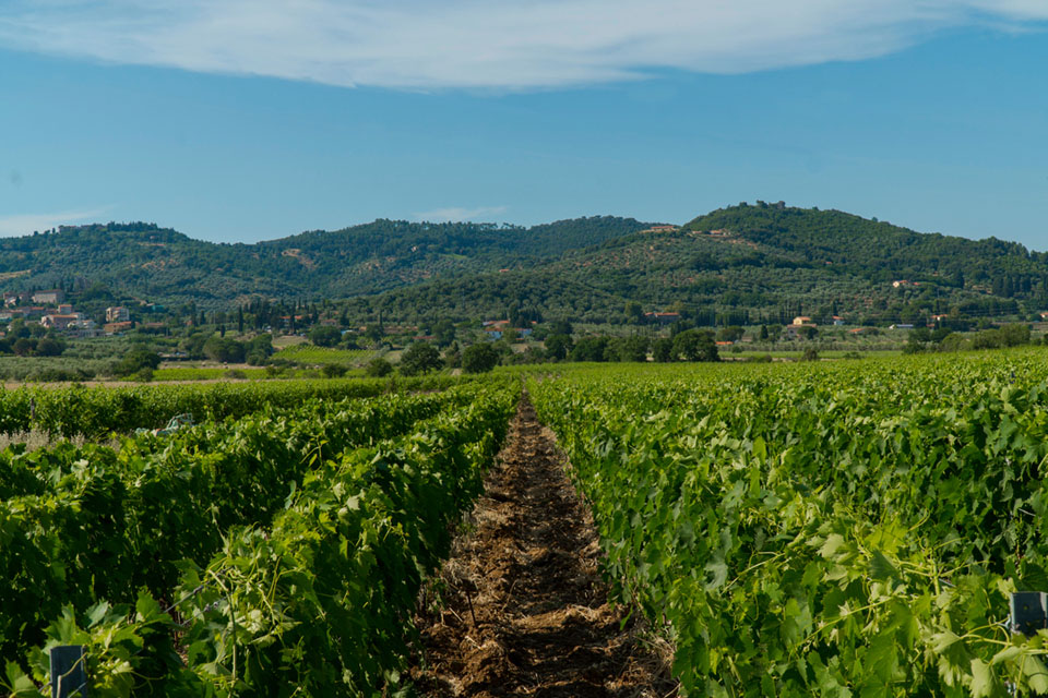 vigneti nella zona del consorzio suvereto val di cornia