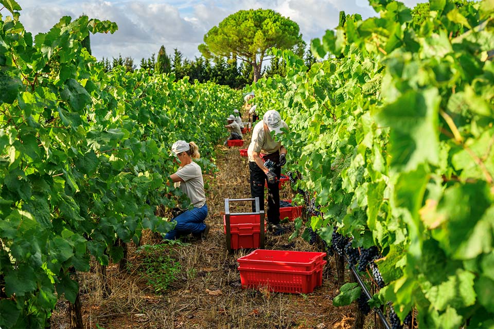 vendemmia 2026 monteverro